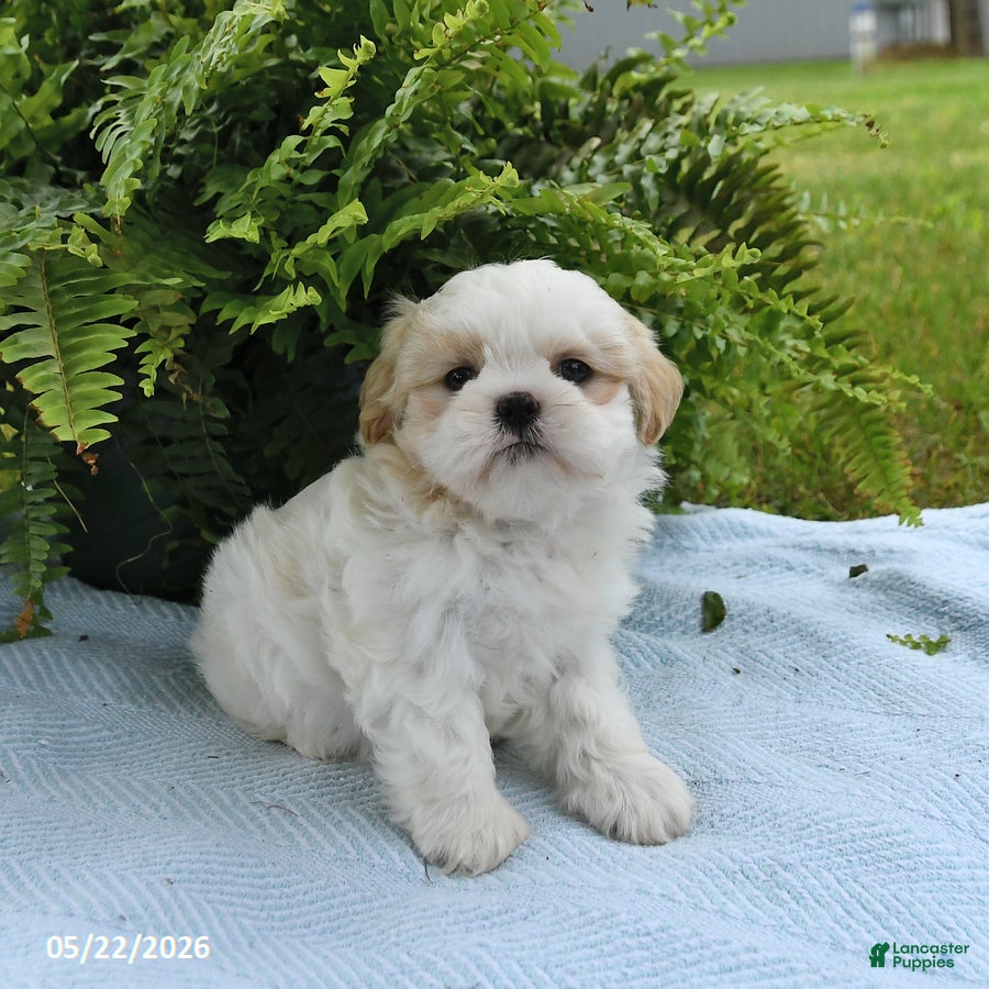 Shih Tzu dogs Toby - Ad 2