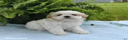 Shih Tzu dogs for sale: Toby - Ad 2