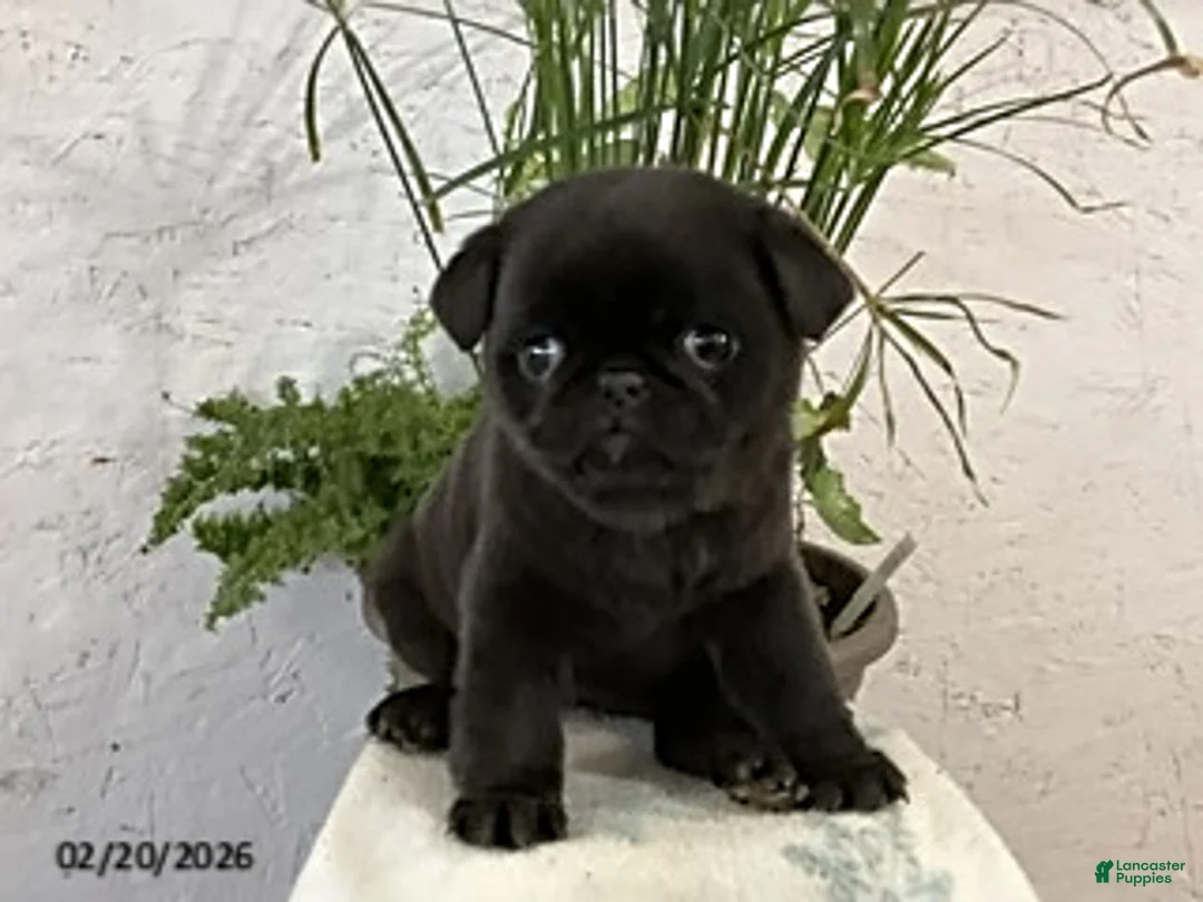 Pug dogs for sale: Fraser - Ad 3