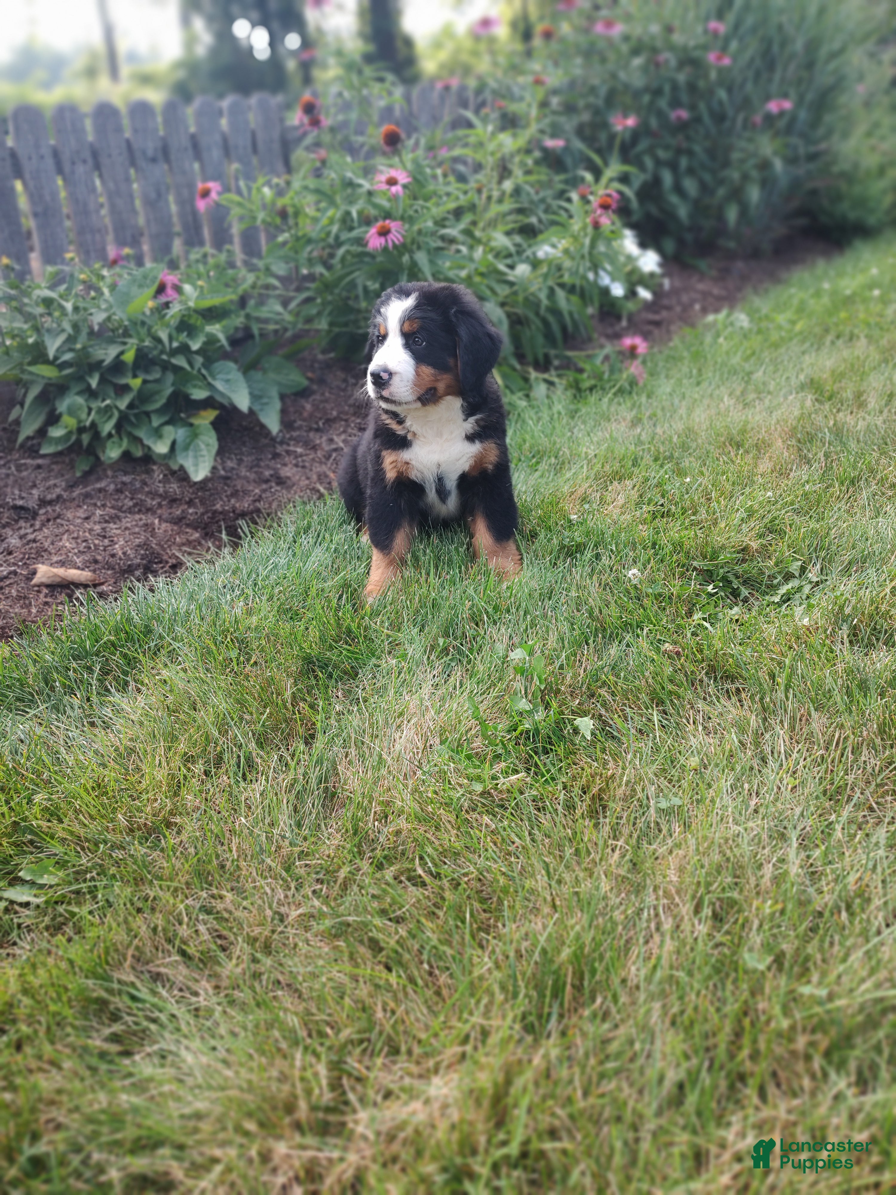 Bernese Mountain Dog dogs Lee - Ad 2