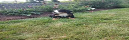 Bernese Mountain Dog dogs for sale: Lee - Ad 2