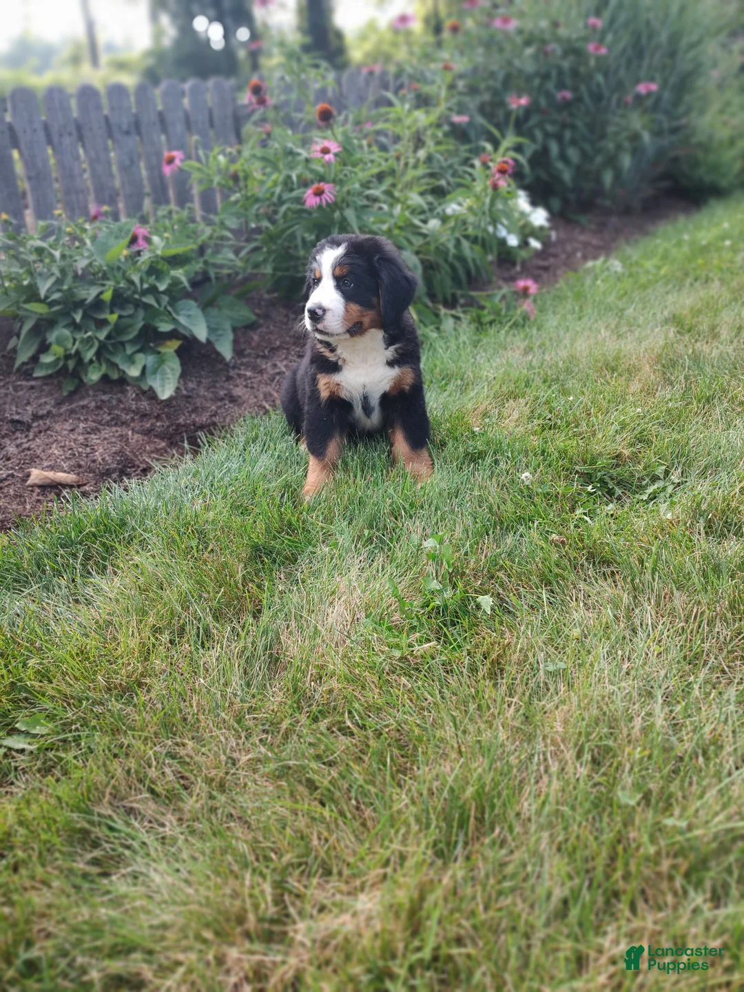 Bernese Mountain Dog dogs for sale: Lee - Ad 2