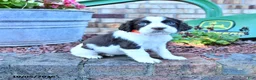 English Springer Spaniel dogs for sale: Trixie - Ad 3