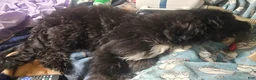 Sheepadoodle dogs for sale: Bella - Ad 5