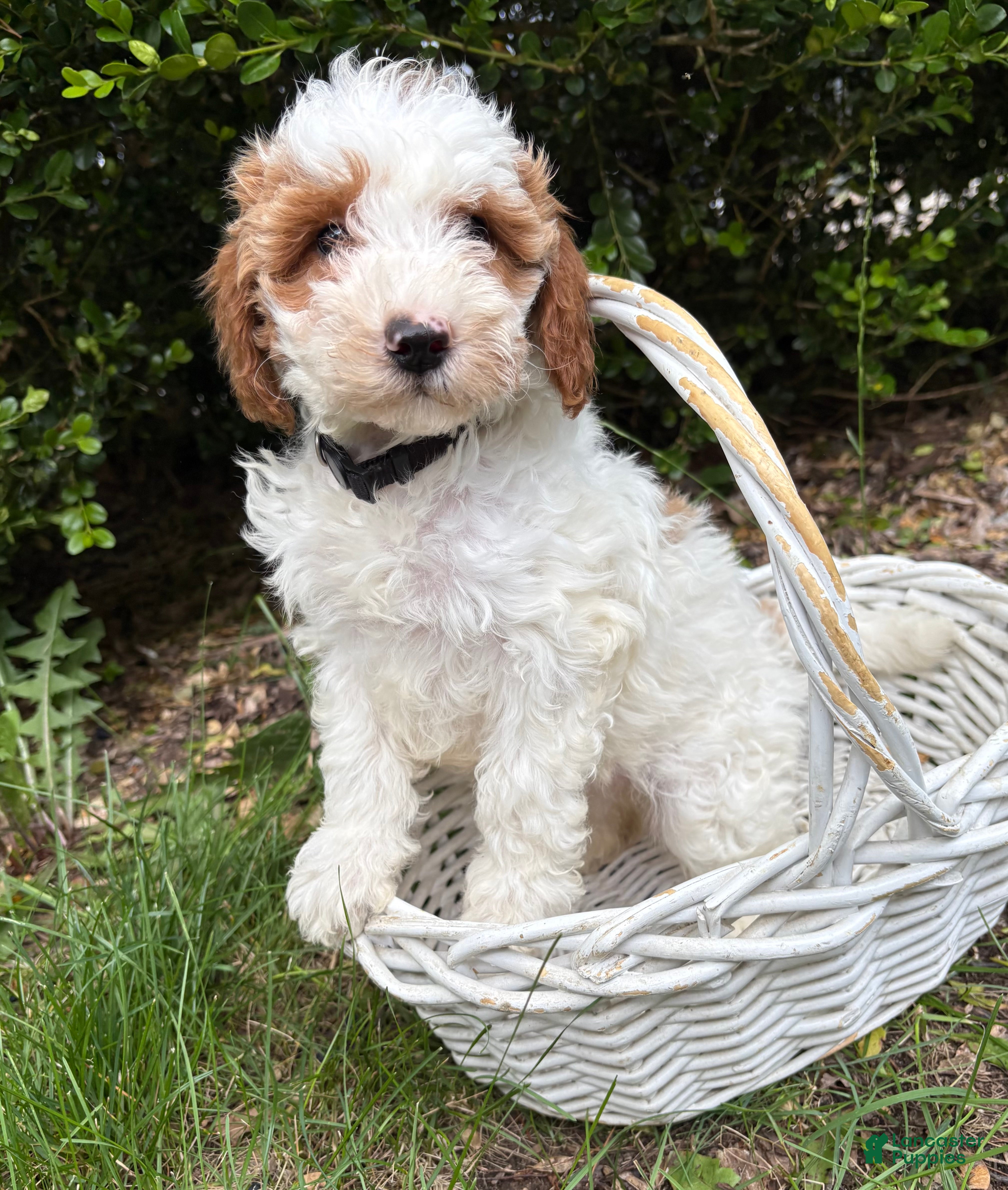 Goldendoodle dogs Ana - Ad 2