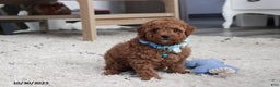 Toy Poodle dogs for sale: Patrick - Ad 18