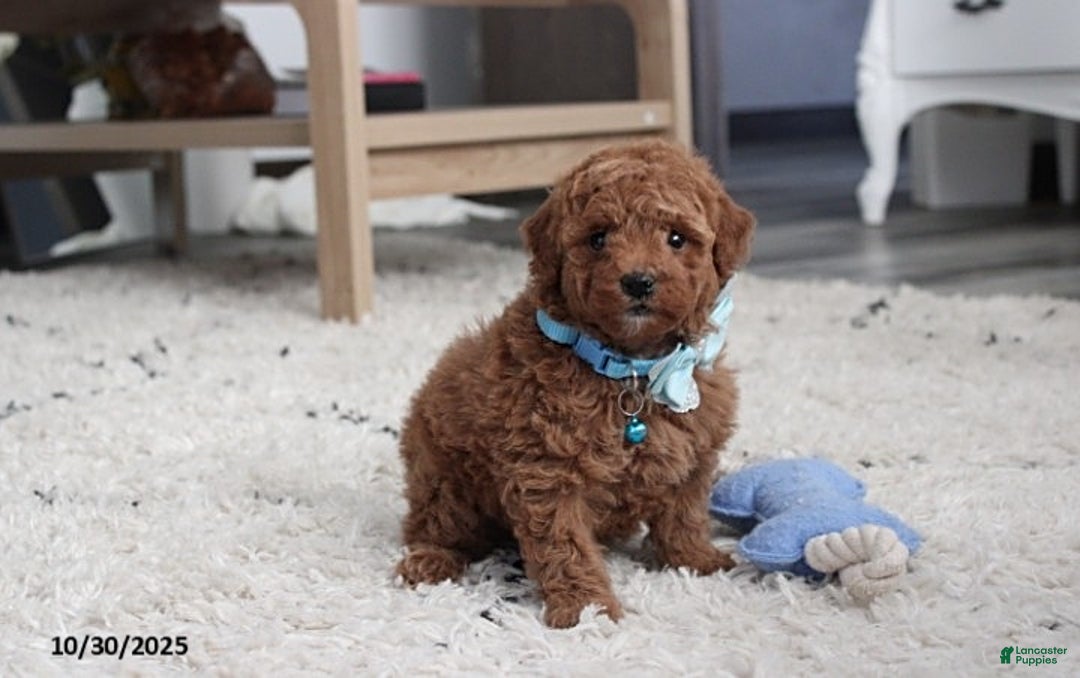 Toy Poodle dogs for sale: Patrick - Ad 18
