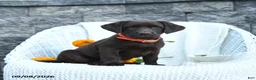 Labrador Retriever dogs for sale: Macy - Ad 5
