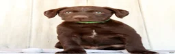 Labrador Retriever dogs for sale: Rily - Ad 5