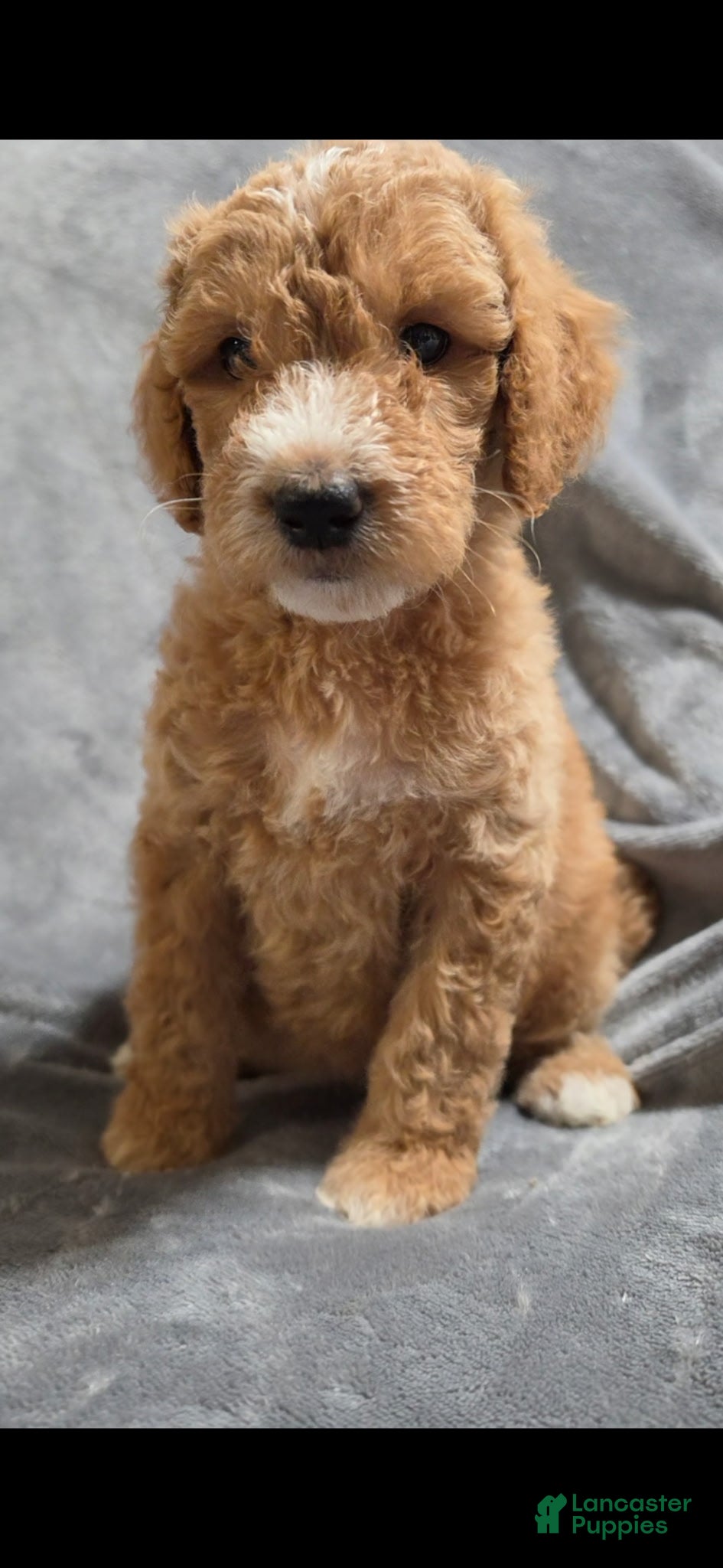 Goldendoodle dogs Angel - Ad 19