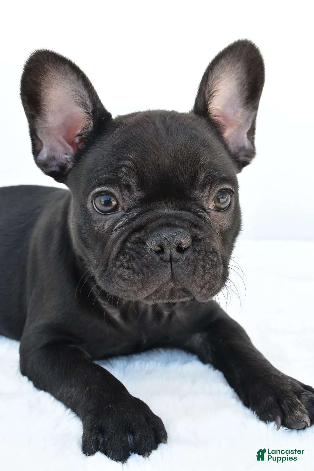 French Bulldog dogs for sale: Brittany - Ad 9