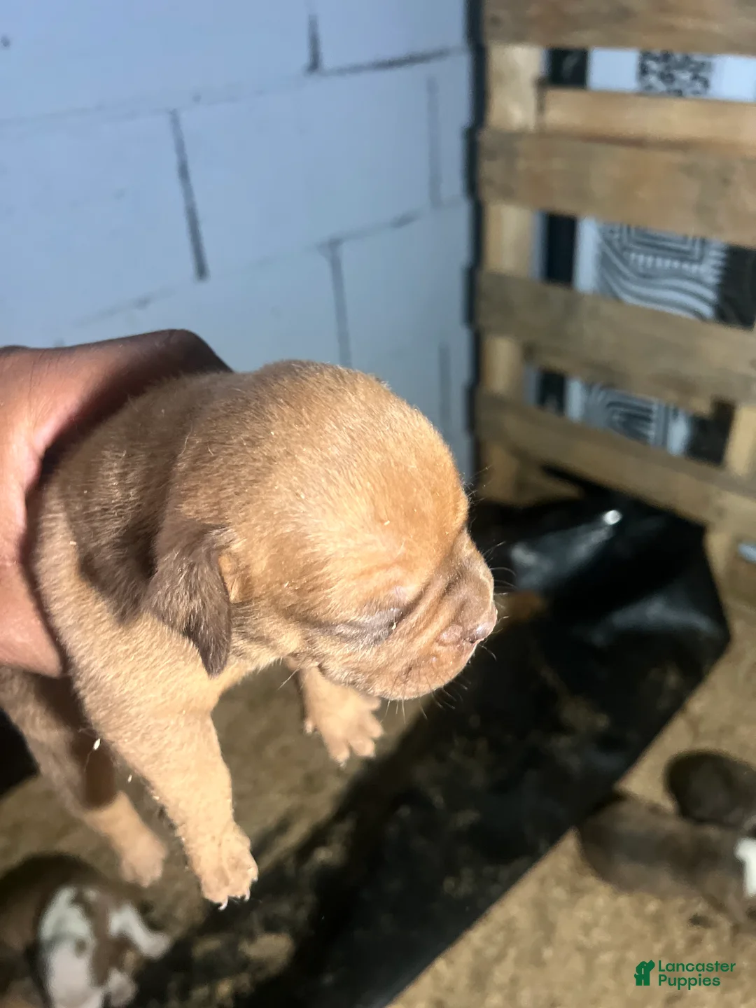 Olde English Bulldogge dogs for sale: Red fawn male -Available  - Ad 2