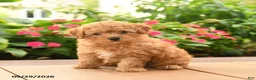 Toy Poodle dogs for sale: Teddy - Ad 1