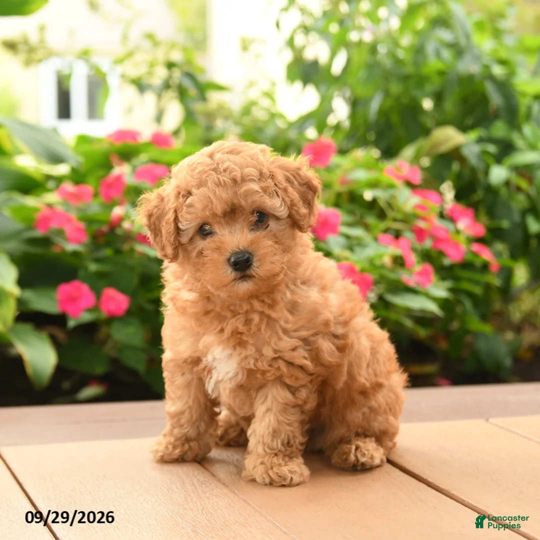Toy Poodle dogs for sale: Teddy - Ad 1