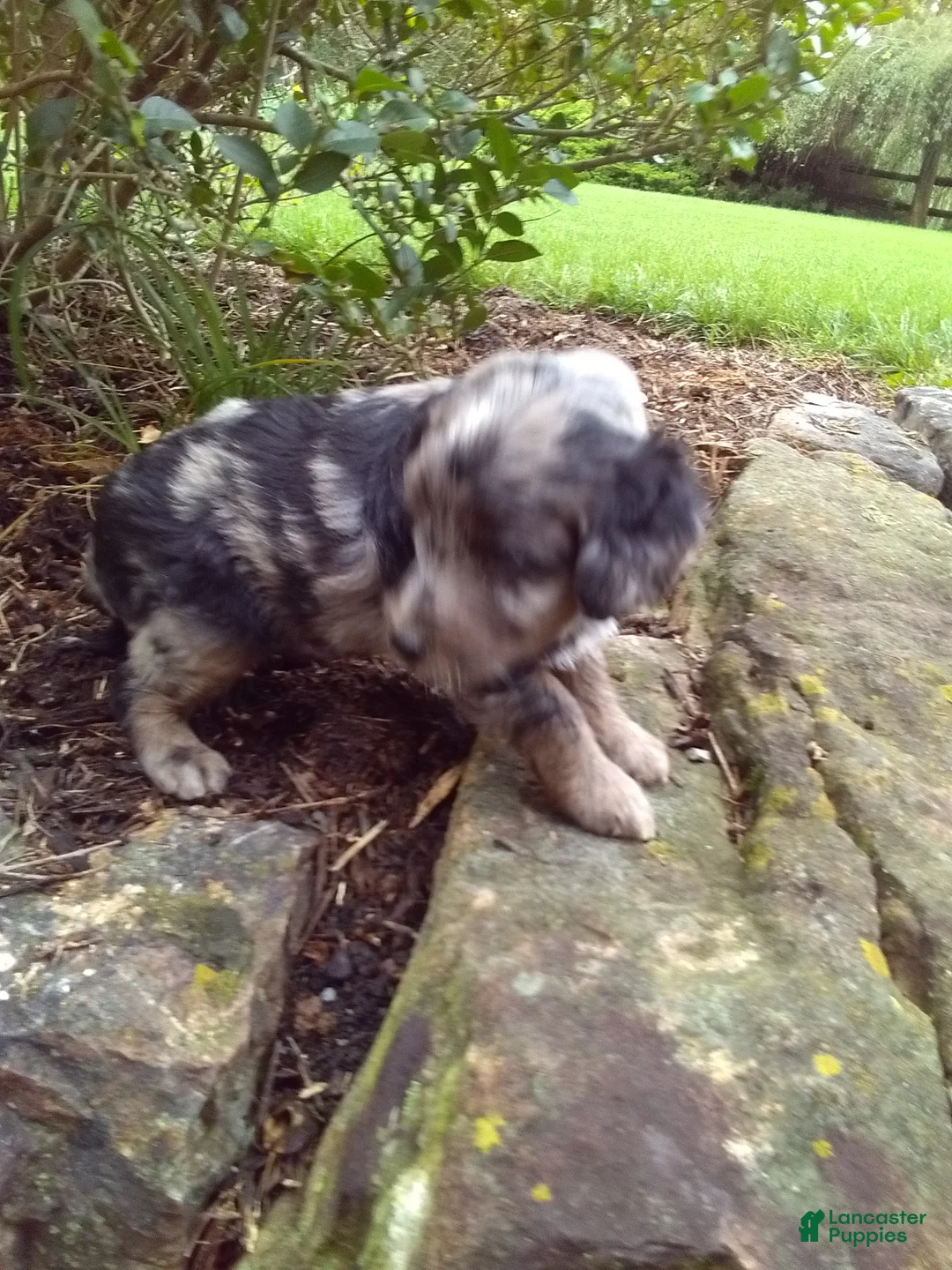Mini Aussiedoodle dogs for sale: Dove - Ad 2