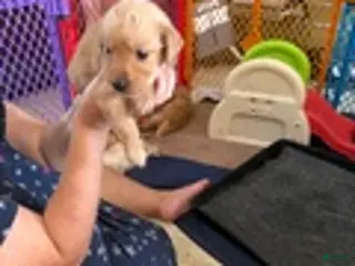 Golden Retriever dogs for sale: Golden Retriever Girl - Ad 2