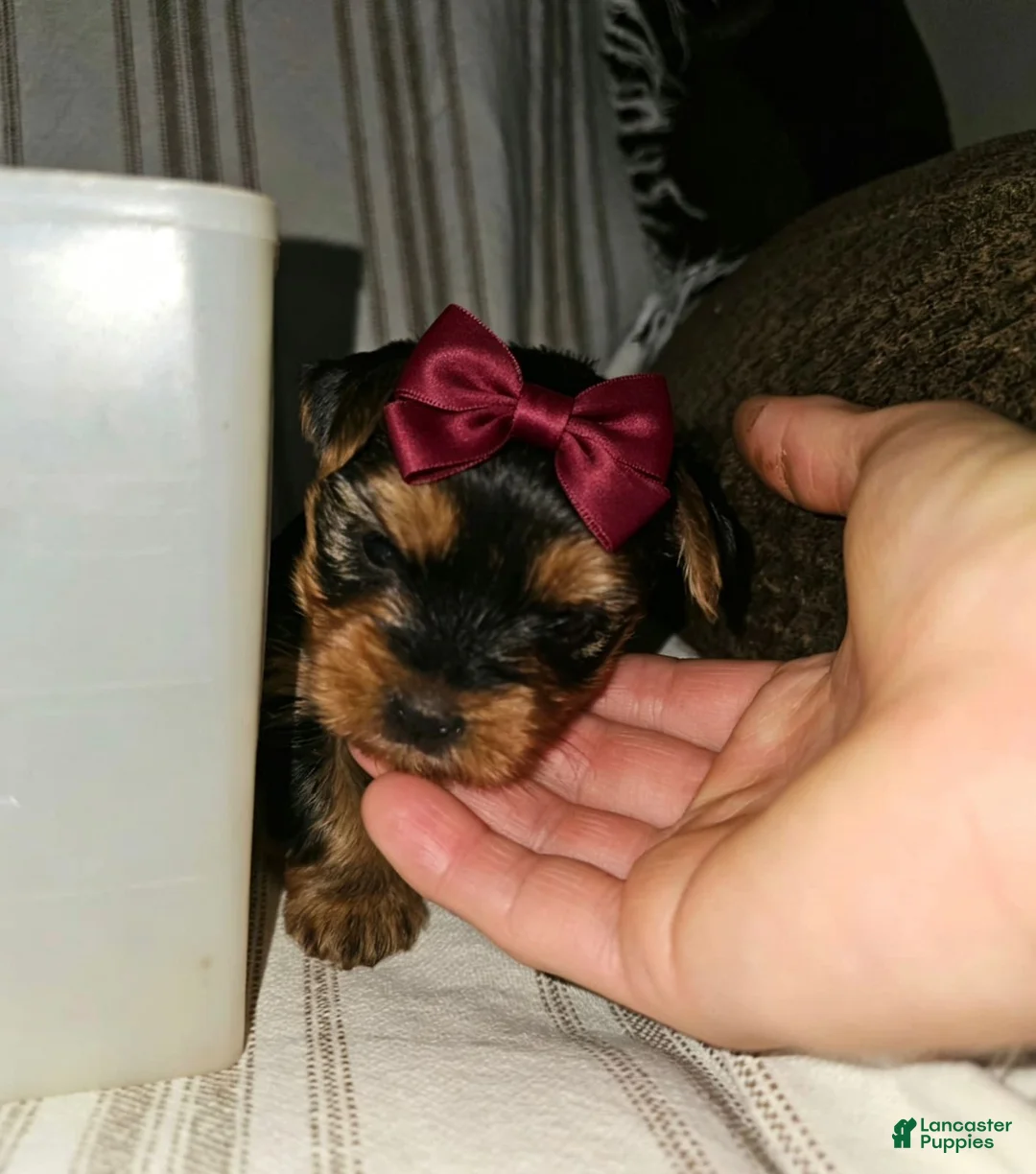 Yorkshire Terrier dogs for sale: Gigi - Potty and Crate Trained  - Ad 3