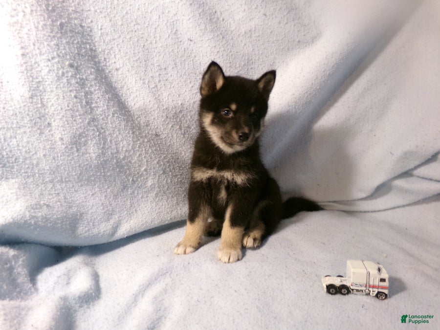 Pomsky dogs Bill - Ad 2