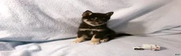 Pomsky dogs for sale: Bill - Ad 2