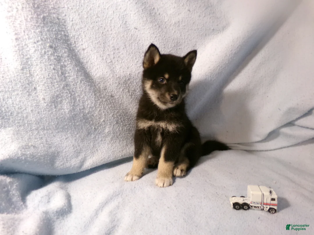 Pomsky dogs for sale: Bill - Ad 2