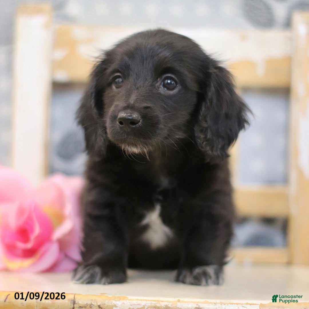 Miniature Dachshund dogs for sale: Pearl - Ad 5