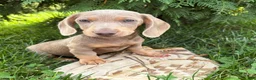 Miniature Dachshund dogs for sale: Boone - Ad 3