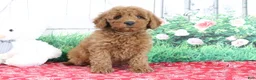 Mini Goldendoodle dogs for sale: Tyler - Ad 1