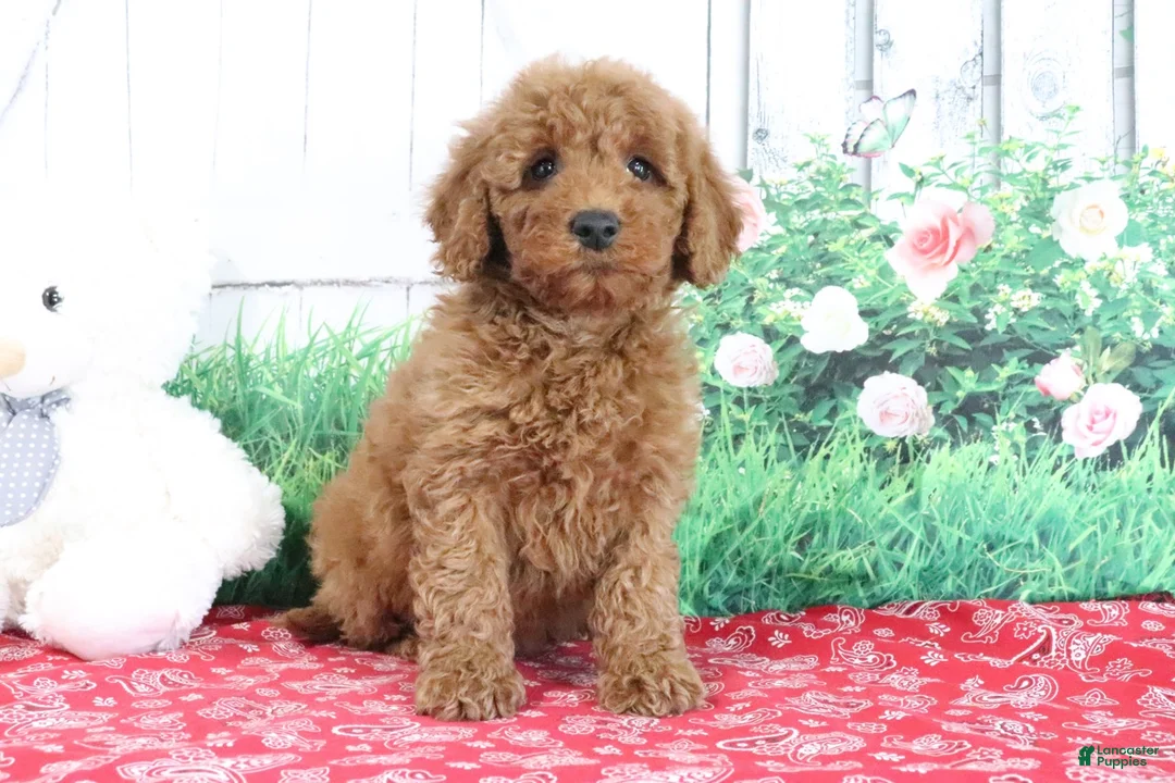Mini Goldendoodle dogs for sale: Tyler - Ad 1