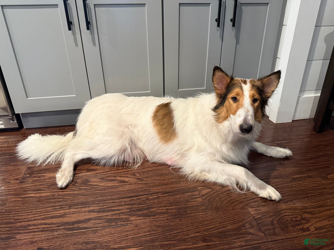 Collie dogs for sale: Collie Puppy 7 - Ad 4