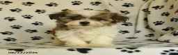 Shorkie dogs for sale: Ivanhoe - Ad 5