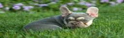 French Bulldog dogs for sale: Stella🌸 - Ad 15