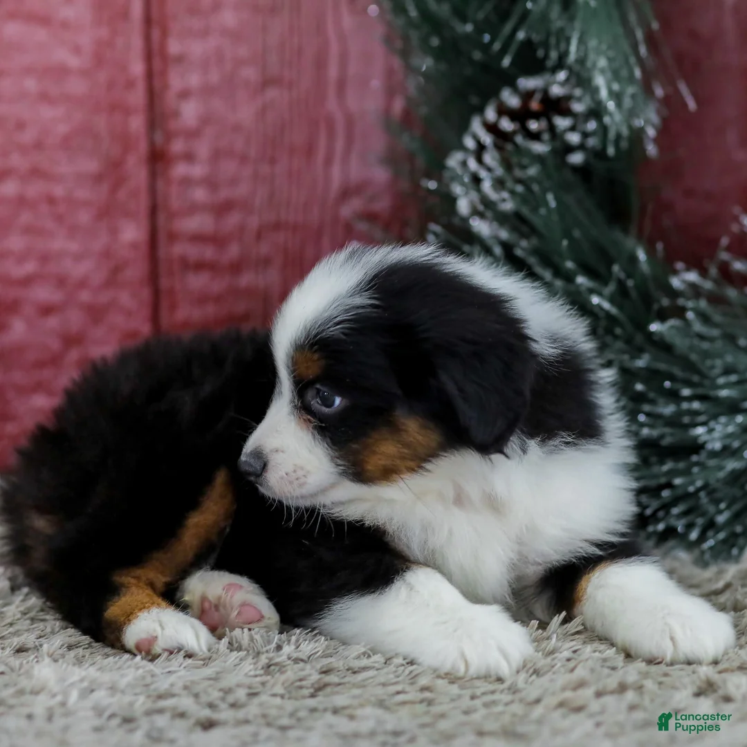 Miniature Australian Shepherd dogs for sale: Cody - Ad 4