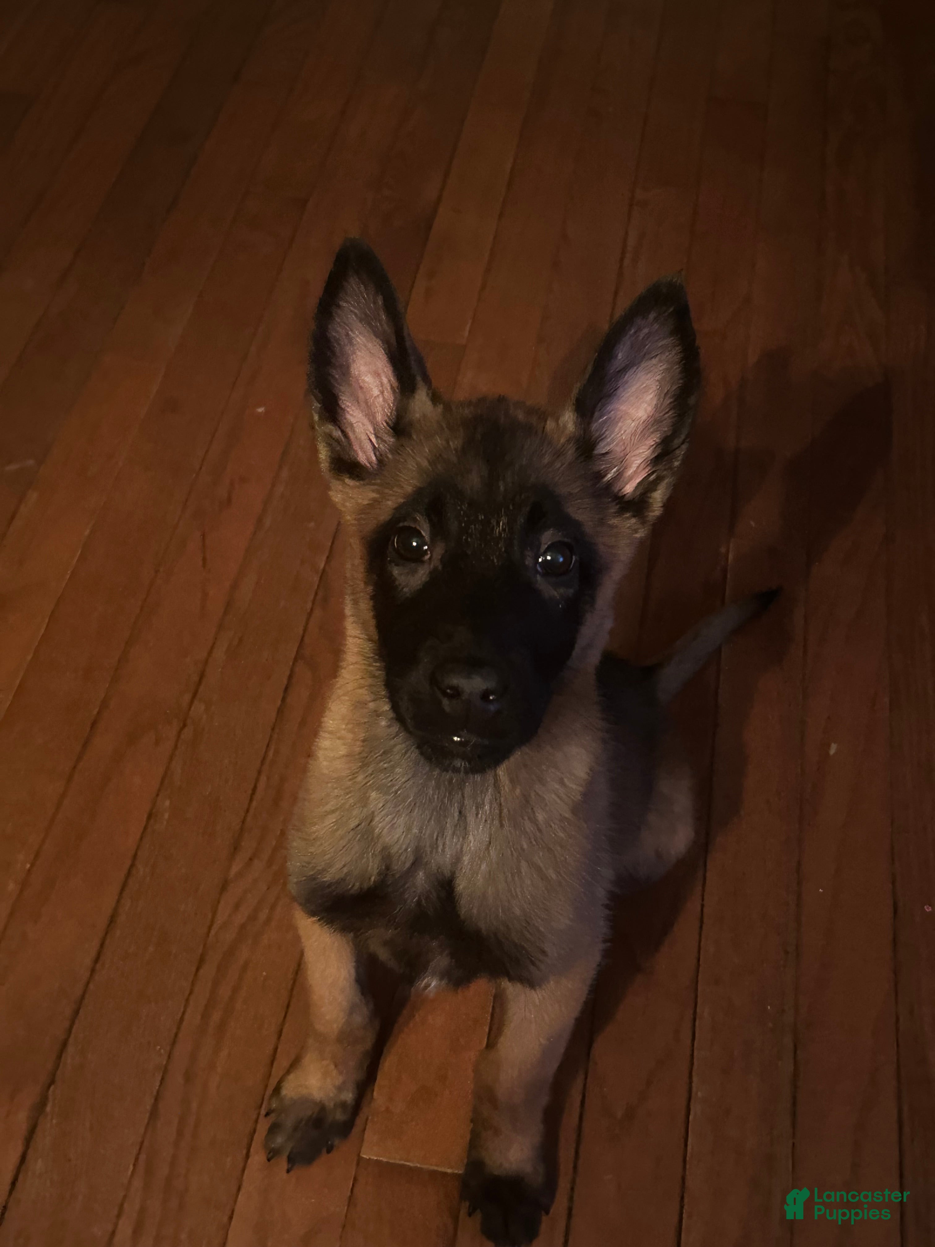 Belgian Malinois dogs Belgian Malinois Puppy 1 - Ad 30
