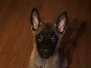 Belgian Malinois dogs Belgian Malinois Puppy 1 - Ad 30