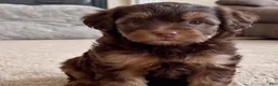 Yorkshire Terrier dogs for sale: Ava - Ad 5