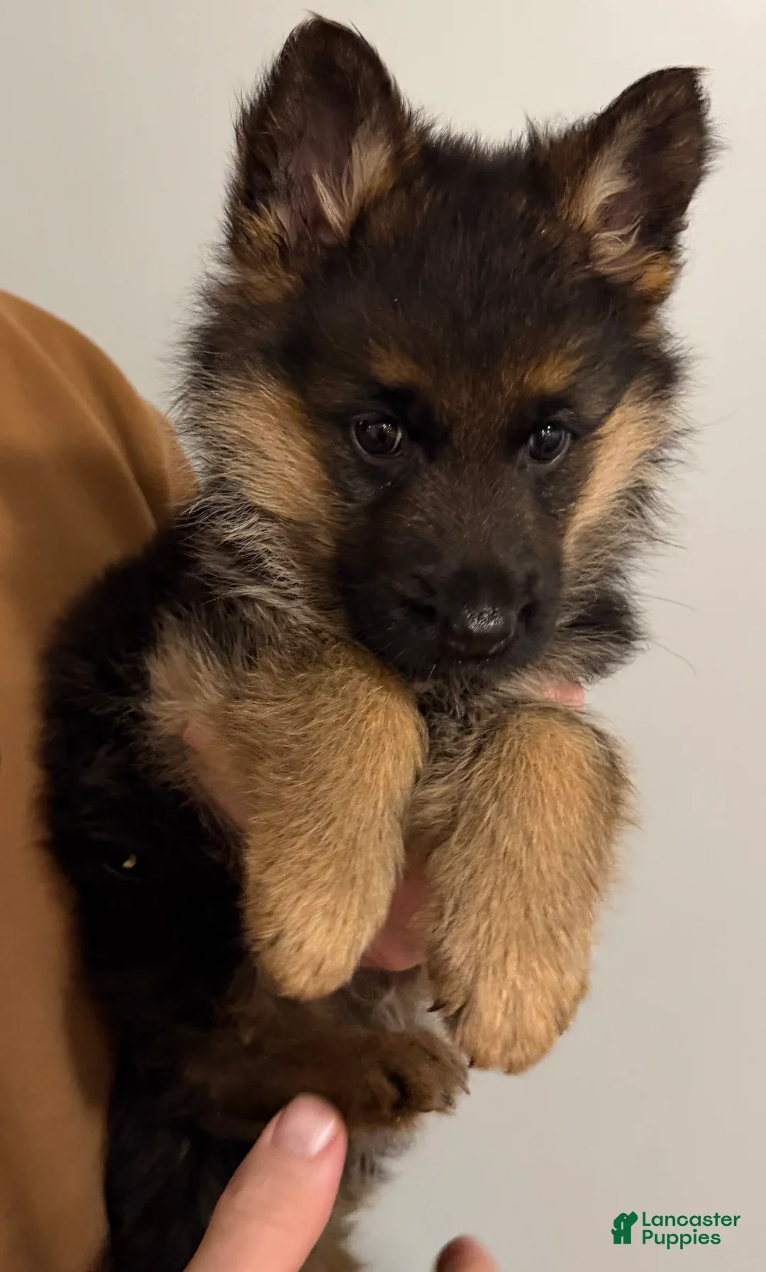 German Shepherd dogs for sale: Zeus - Ad 1