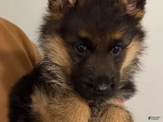 German Shepherd dogs Zeus - Ad 2