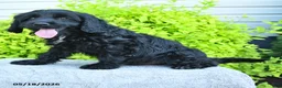 Cavapoo dogs for sale: Merlin - Ad 3