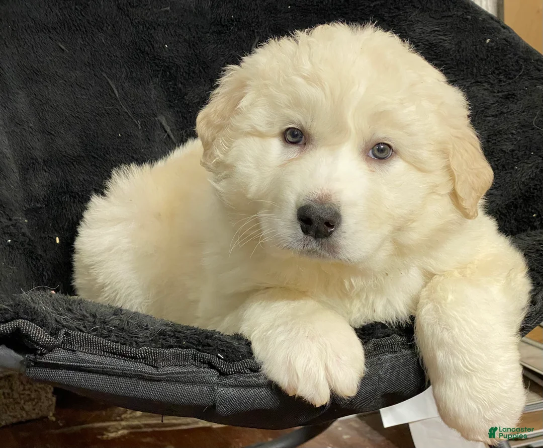 Great Pyrenees dogs for sale: Grace - Ad 2