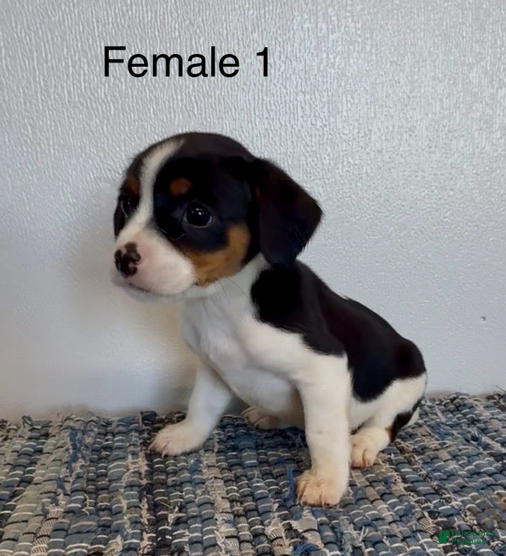 Cav A Cavalier Jack Russell Mix Puppies-on-sale Jack Russell