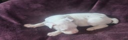 American Pit Bull Terrier dogs for sale: Xena - Ad 1