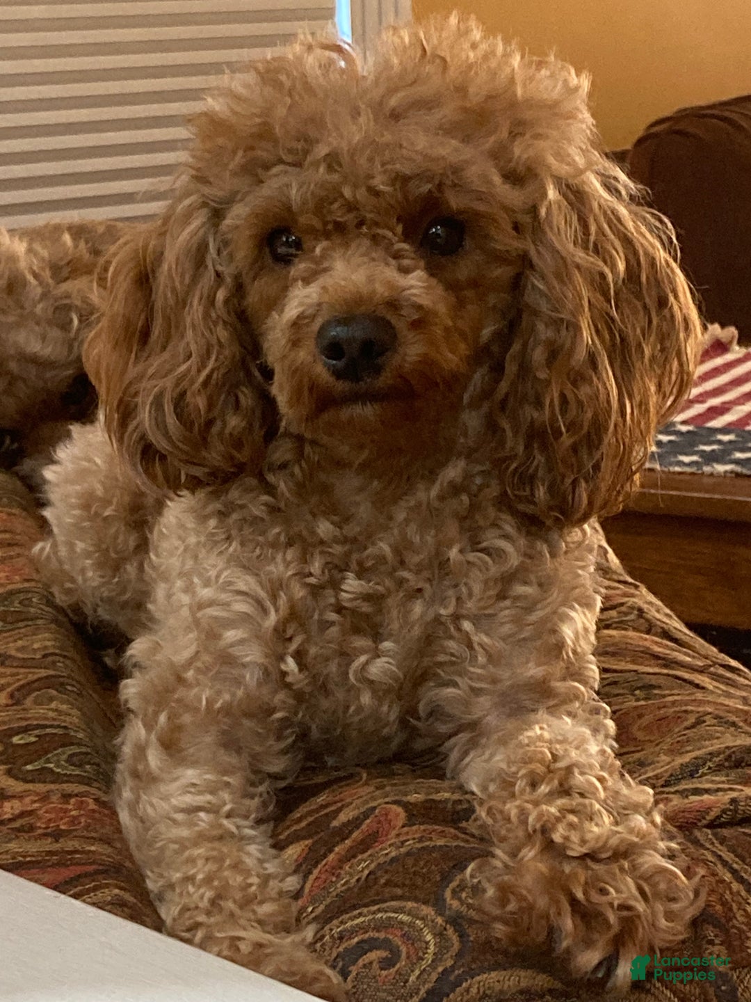 Toy Poodle dogs for sale: Toy Poodle Puppy 4 - Ad 2