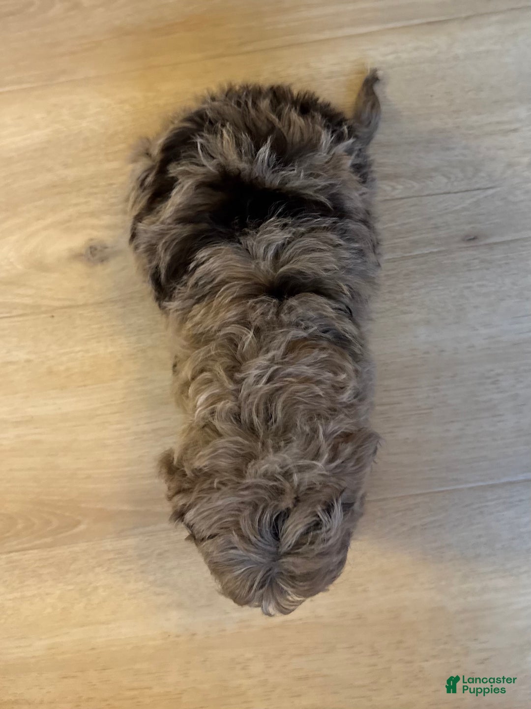 Mini Goldendoodle dogs for sale: Murphy - Ad 3