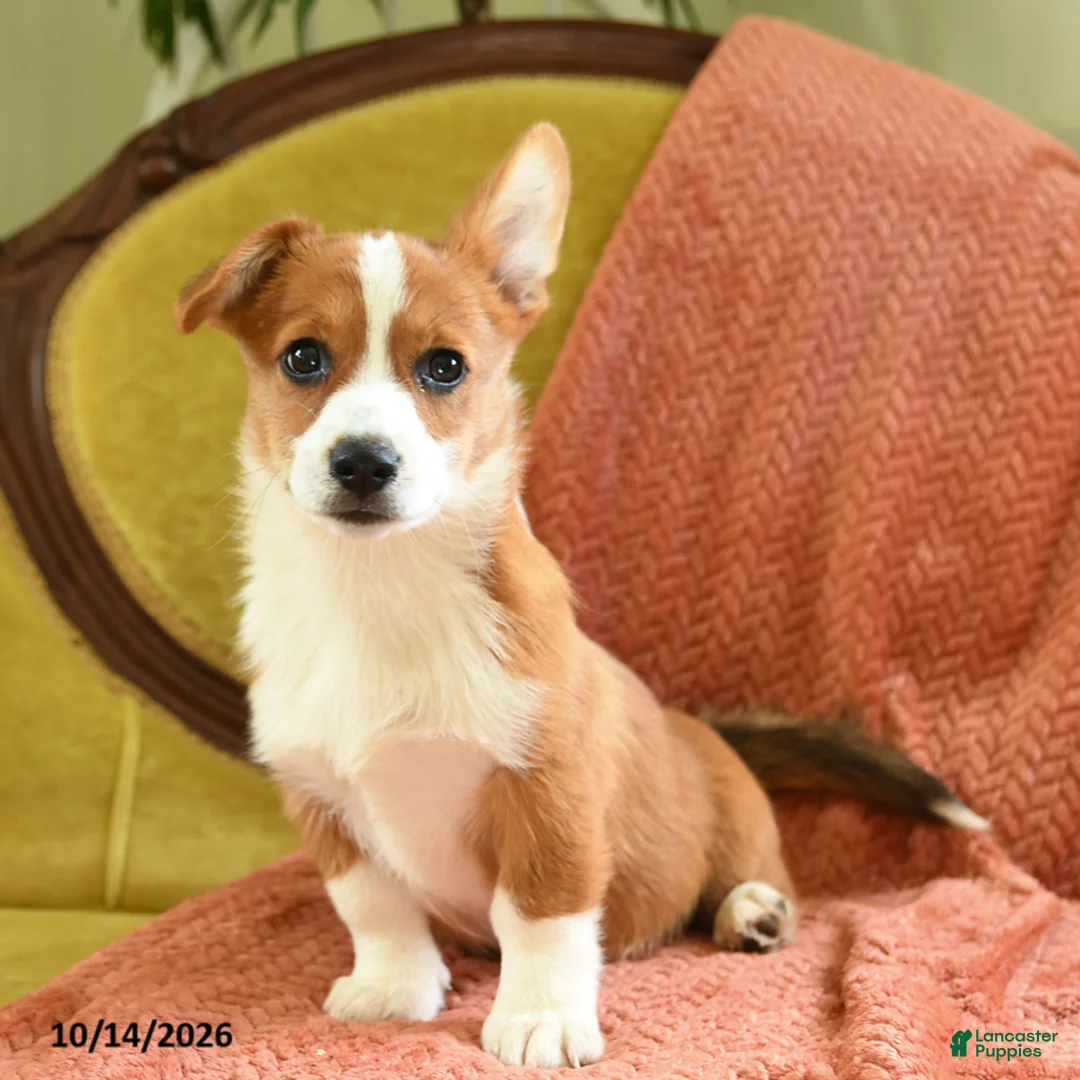 Welsh Corgi Pembroke dogs for sale: Carmen - Ad 1