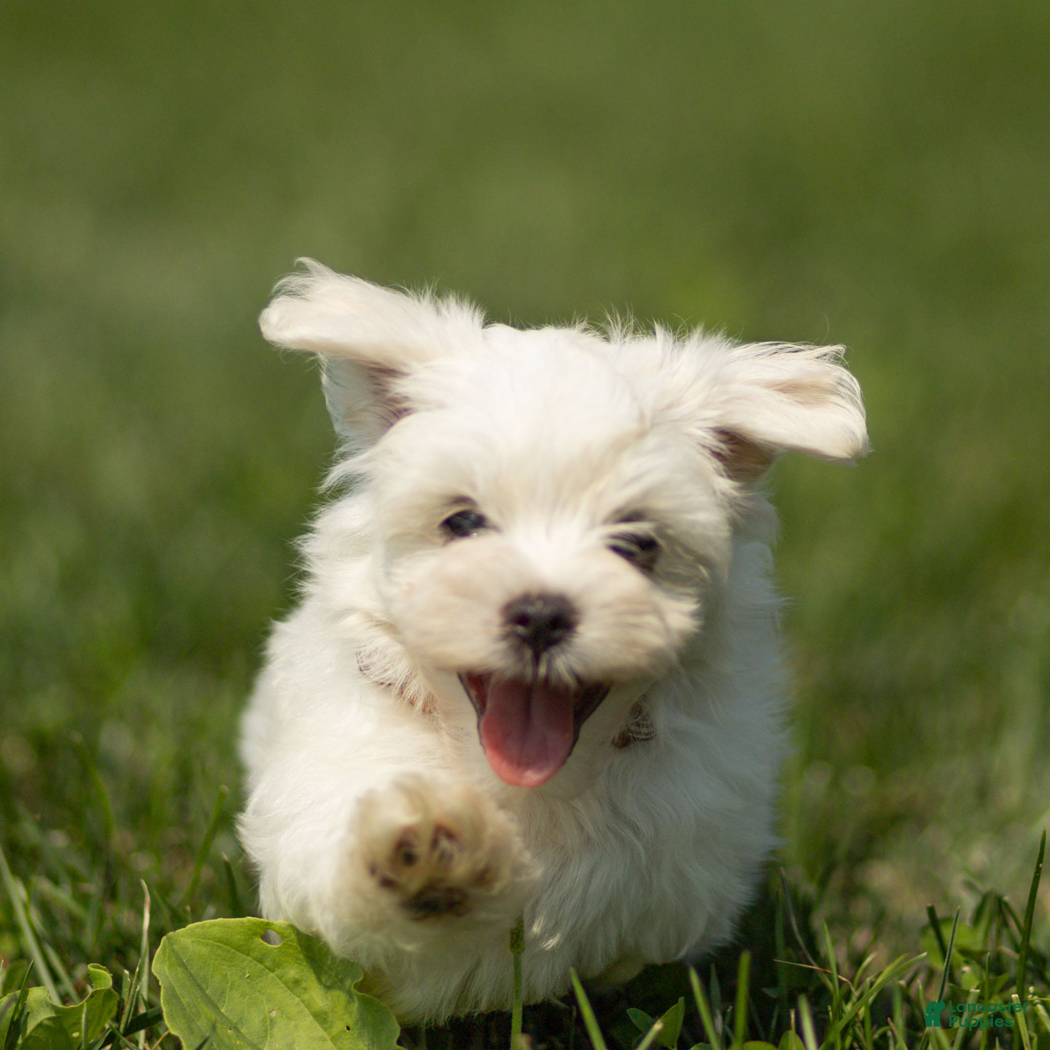 Maltese dogs Lincoln Maltese Puppy - Ad 2