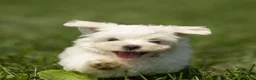 Maltese dogs for sale: Lincoln Maltese Puppy - Ad 2