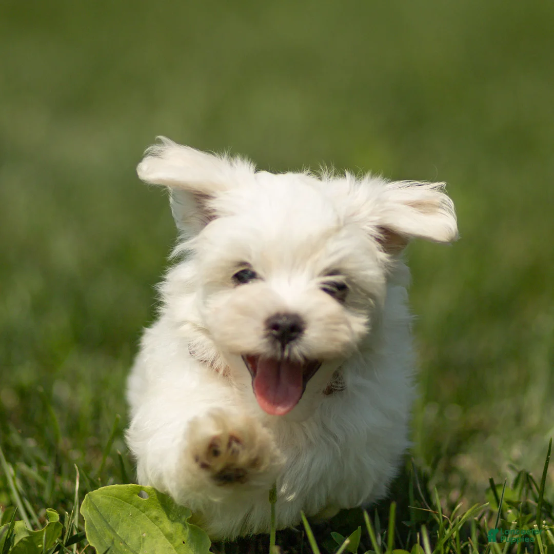 Maltese dogs for sale: Lincoln Maltese Puppy - Ad 2