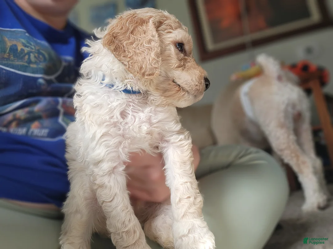 Goldendoodle dogs for sale: Goldendoodle Puppy blue boy - Ad 2