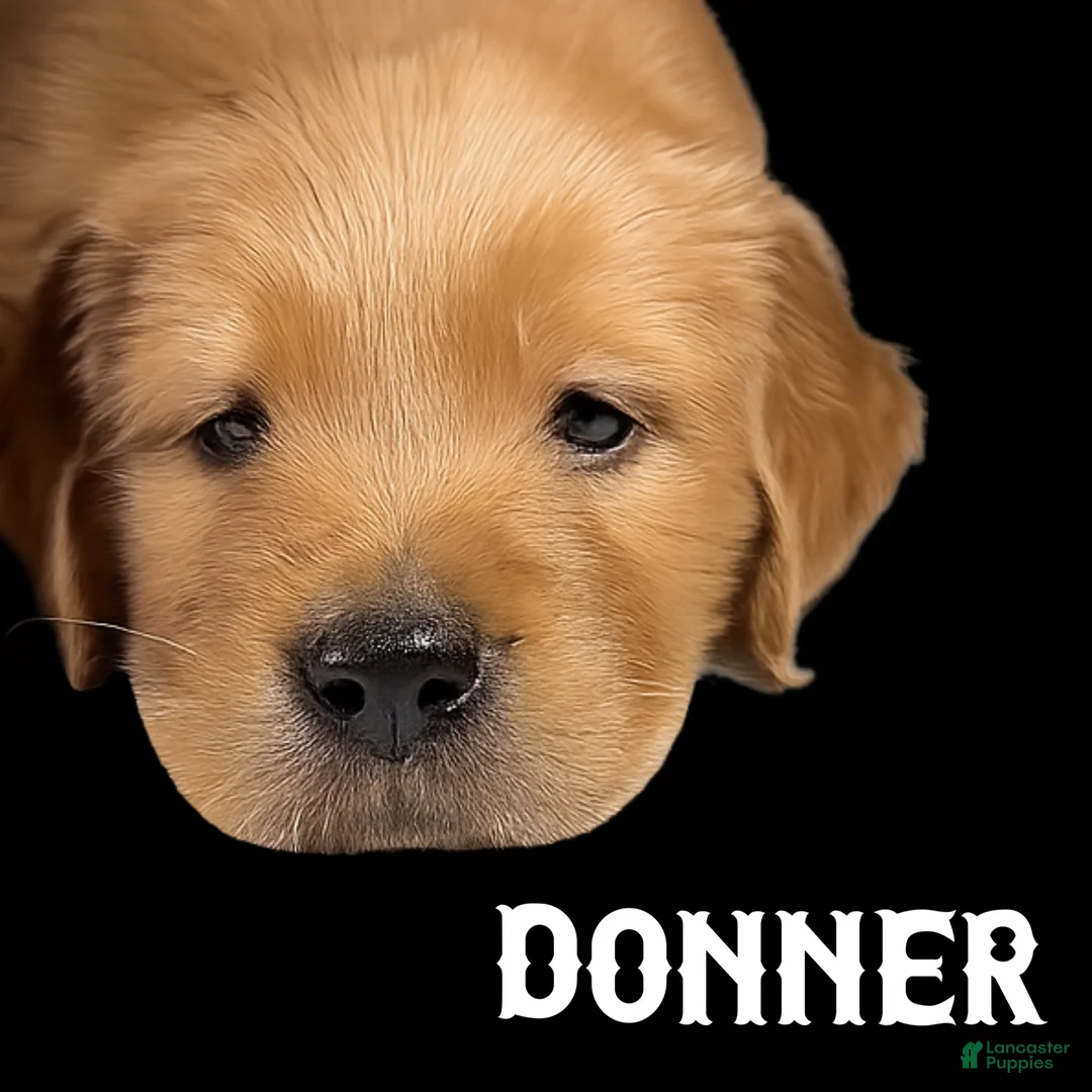 Goldendoodle dogs for sale: Snowball - Ad 4