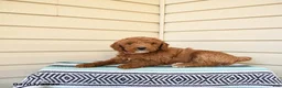 Goldendoodle dogs for sale: Wooton - Ad 2